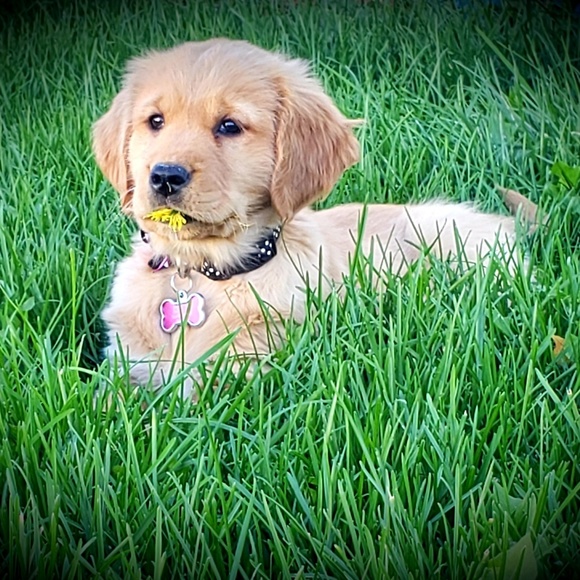 Meet your Posher, Jeannette - Picture 1 of 1